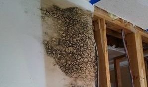 Mold Growth Caused By Leak Going Into Wall